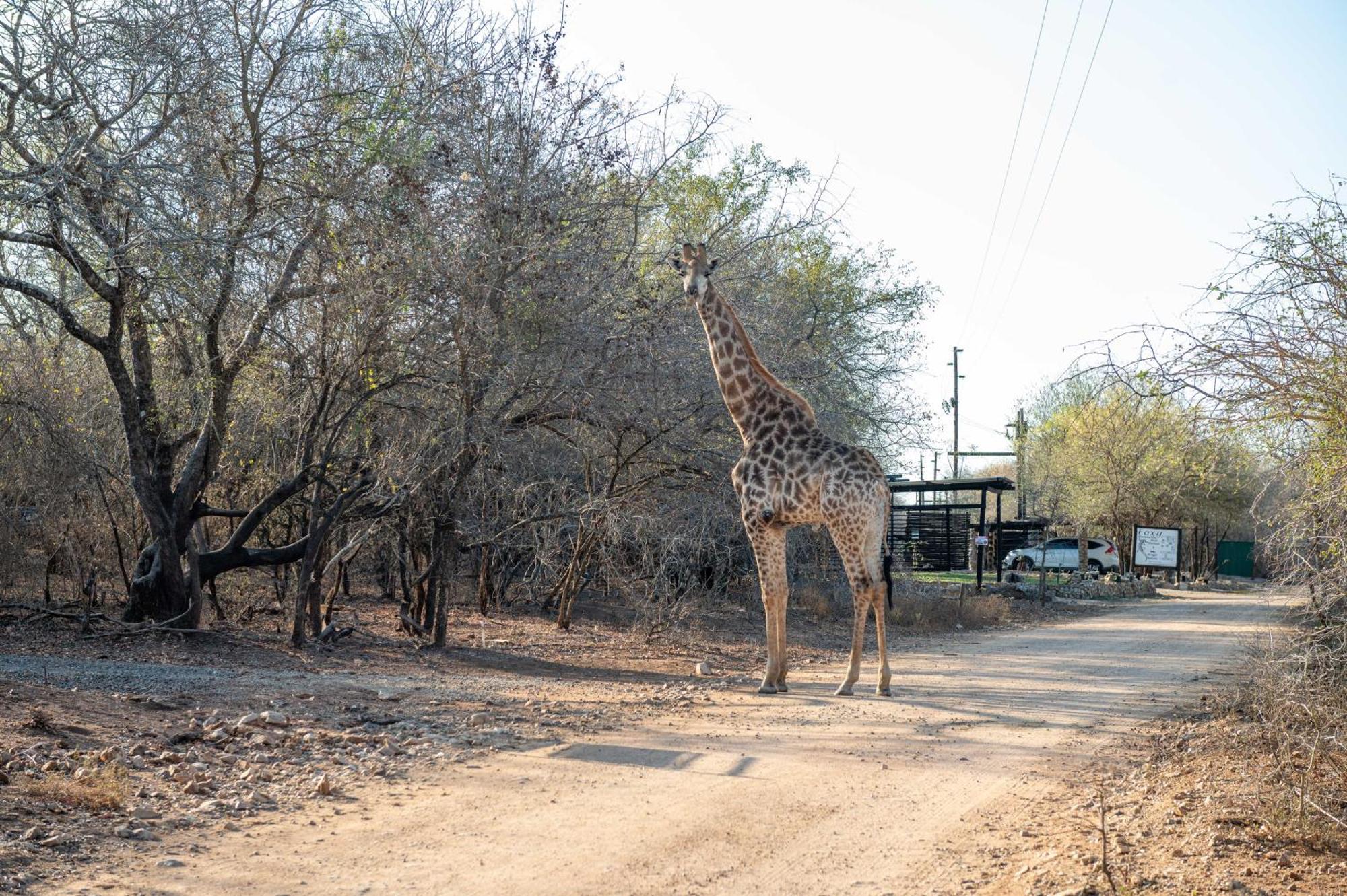 Foxy Crocodile Bush Lodge & Kruger Safari'S - No Loadshedding Marloth Park Buitenkant foto