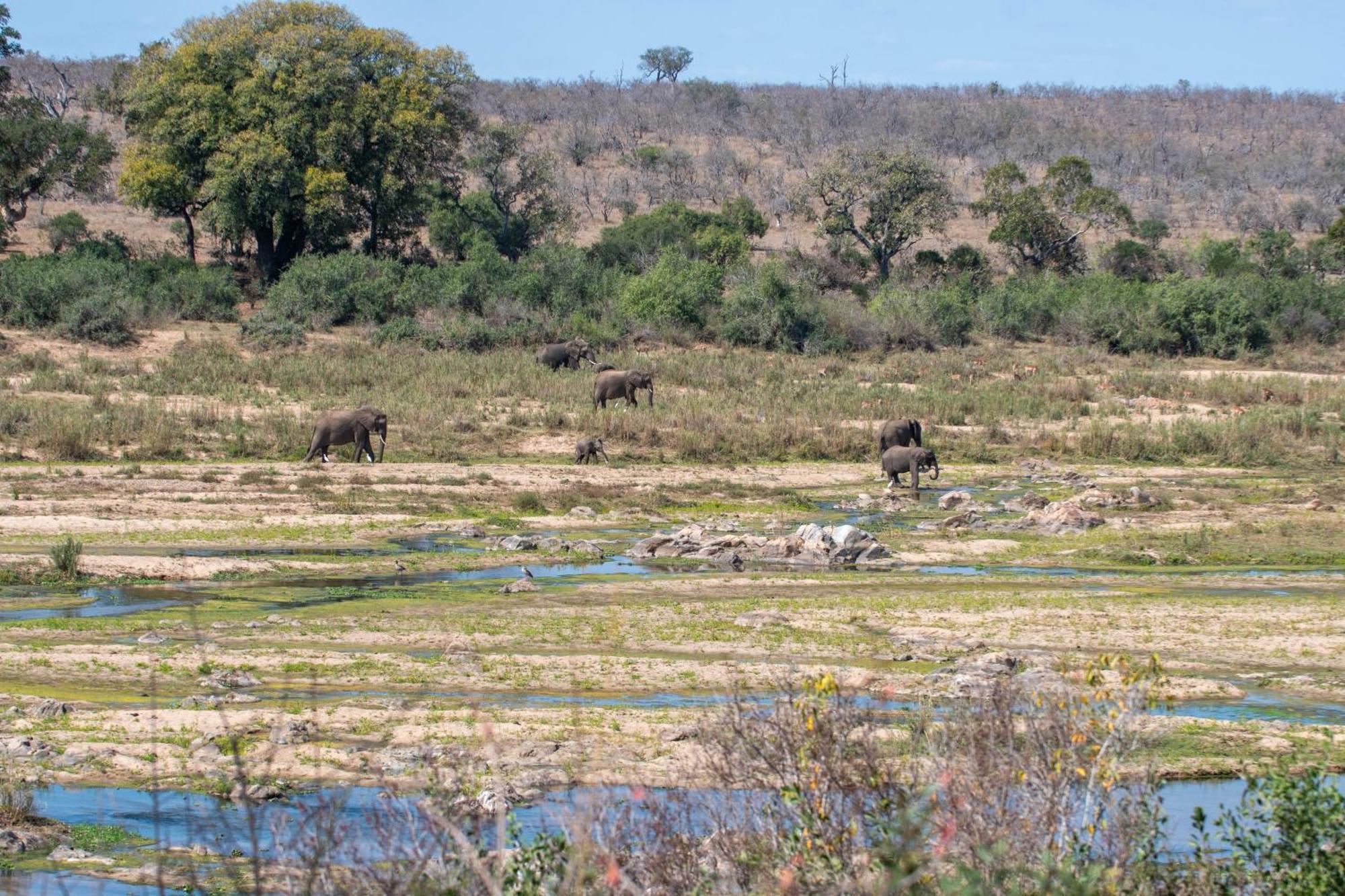 Foxy Crocodile Bush Lodge & Kruger Safari'S - No Loadshedding Marloth Park Buitenkant foto