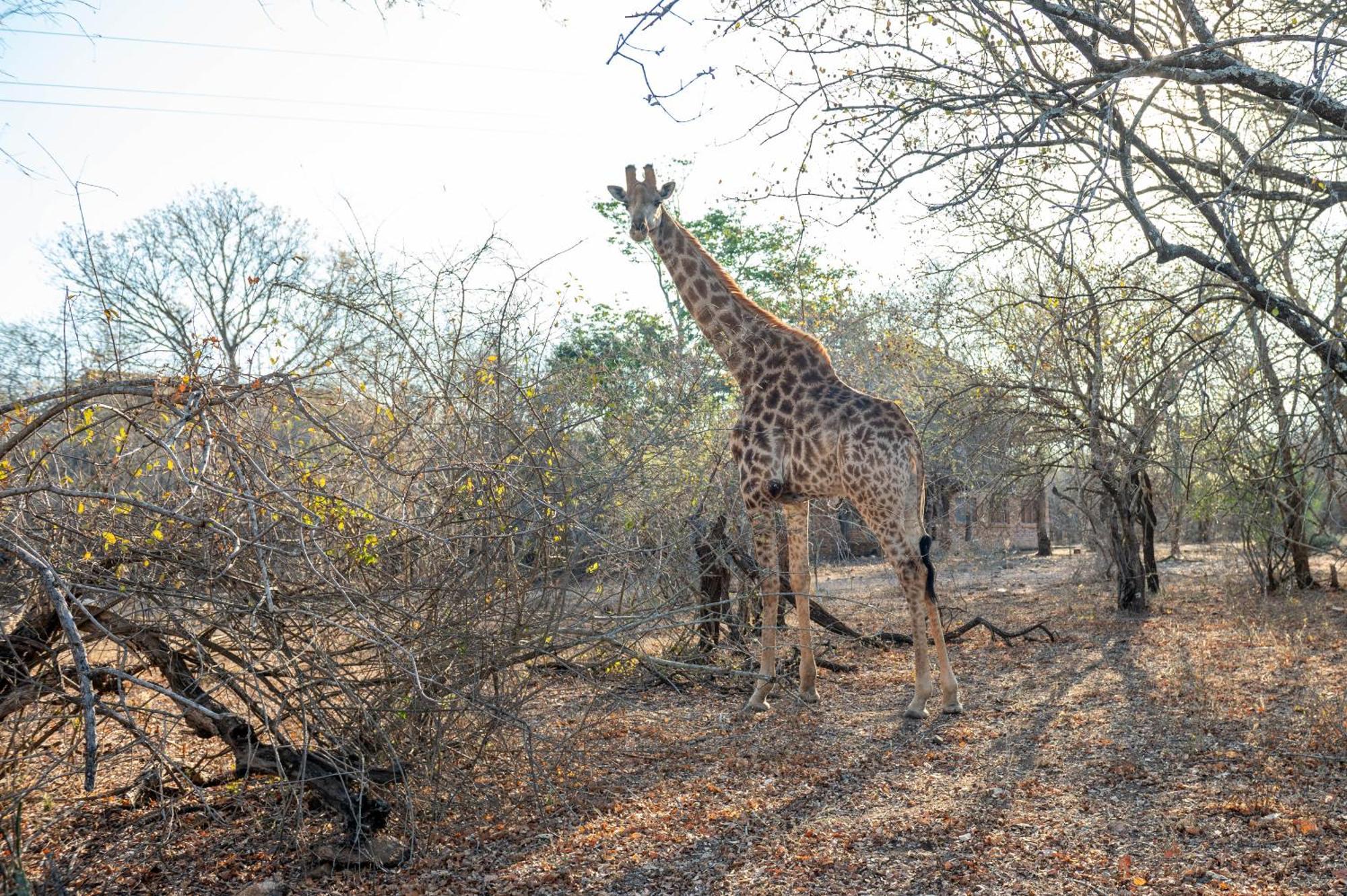Foxy Crocodile Bush Lodge & Kruger Safari'S - No Loadshedding Marloth Park Buitenkant foto
